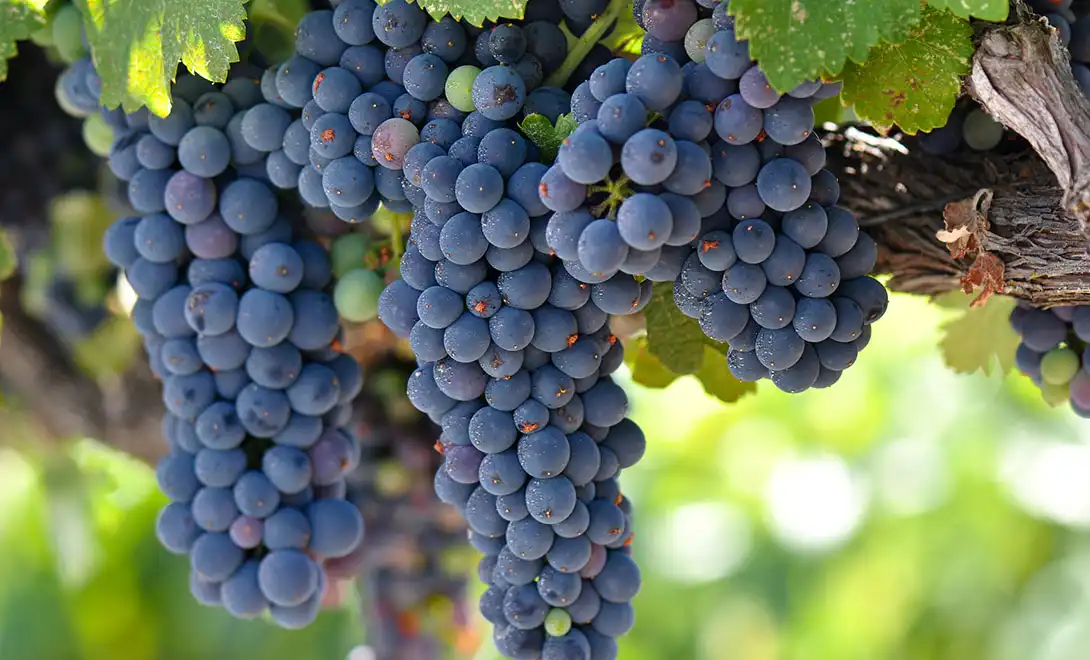Antiviral peptide for grape viral disease control